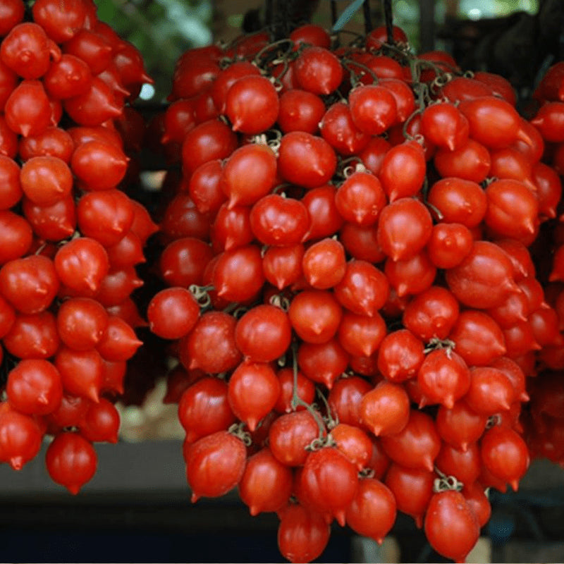 Piennolo Tomato Solanum lycopersicum seeds for urban garden or containers